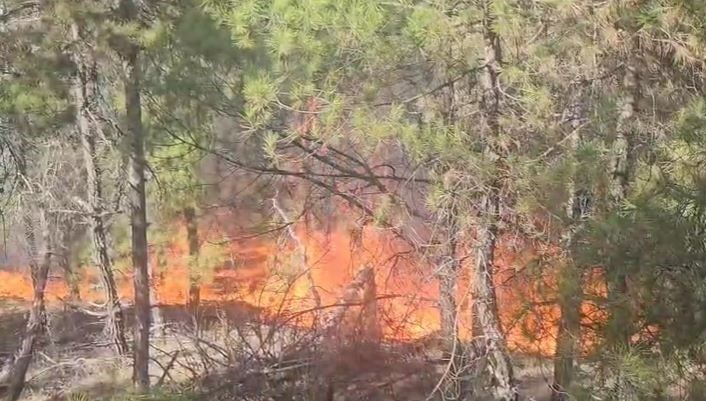 Buldan’da ormanlık alanda yangın çıktı