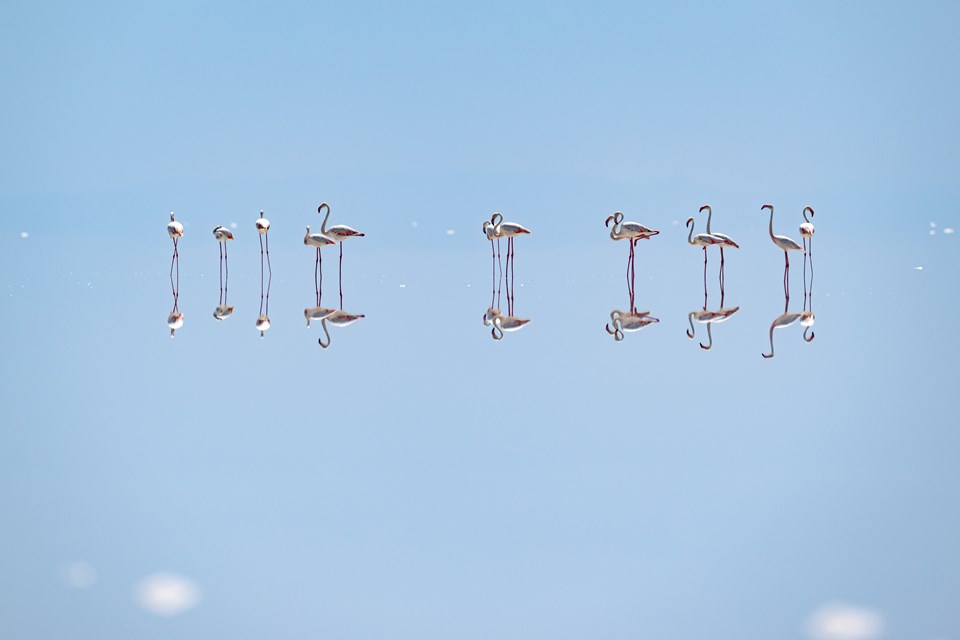 Kuraklık flamingo cennetini de vurdu - 1