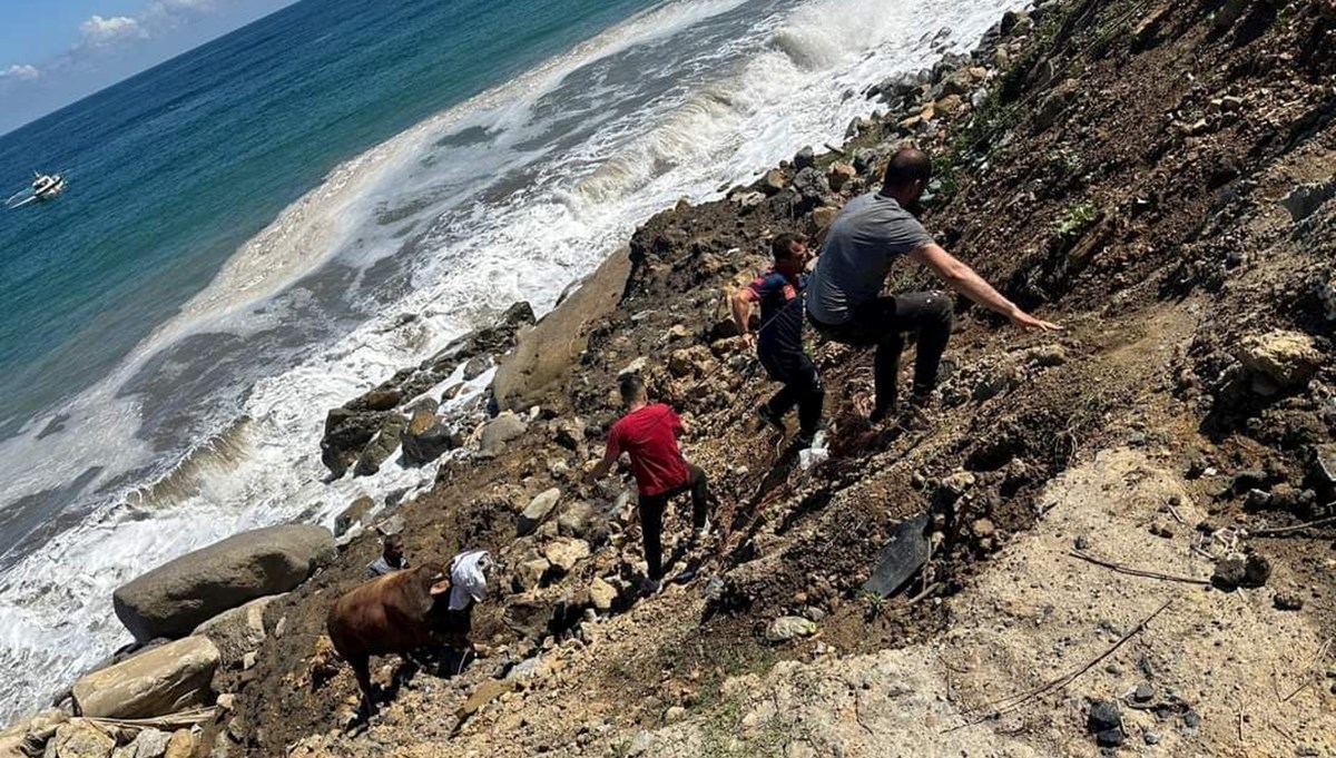 Zonguldak'ta kurbanlık boğa denize kaçtı