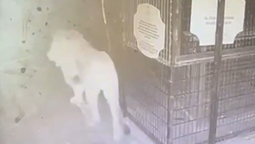Aslan Zeus'un kaçtığı anlar kamerada