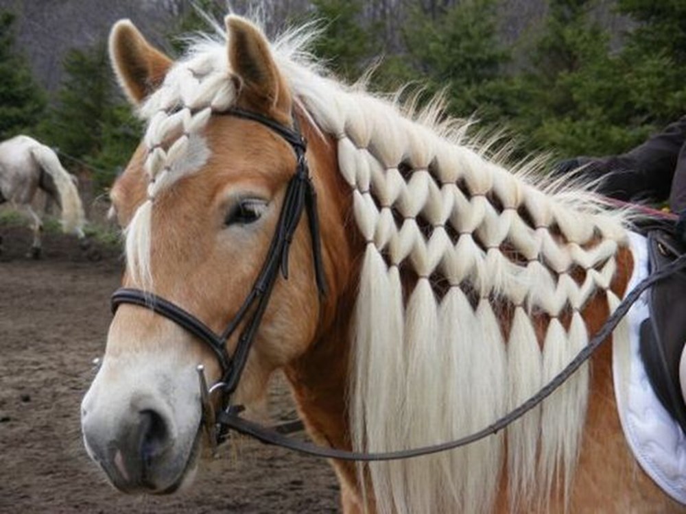 Horse hair. Прически для лошадей. Лошадь с косичками. Прически для гривы лошади. Лошадь с заплетенной гривой.