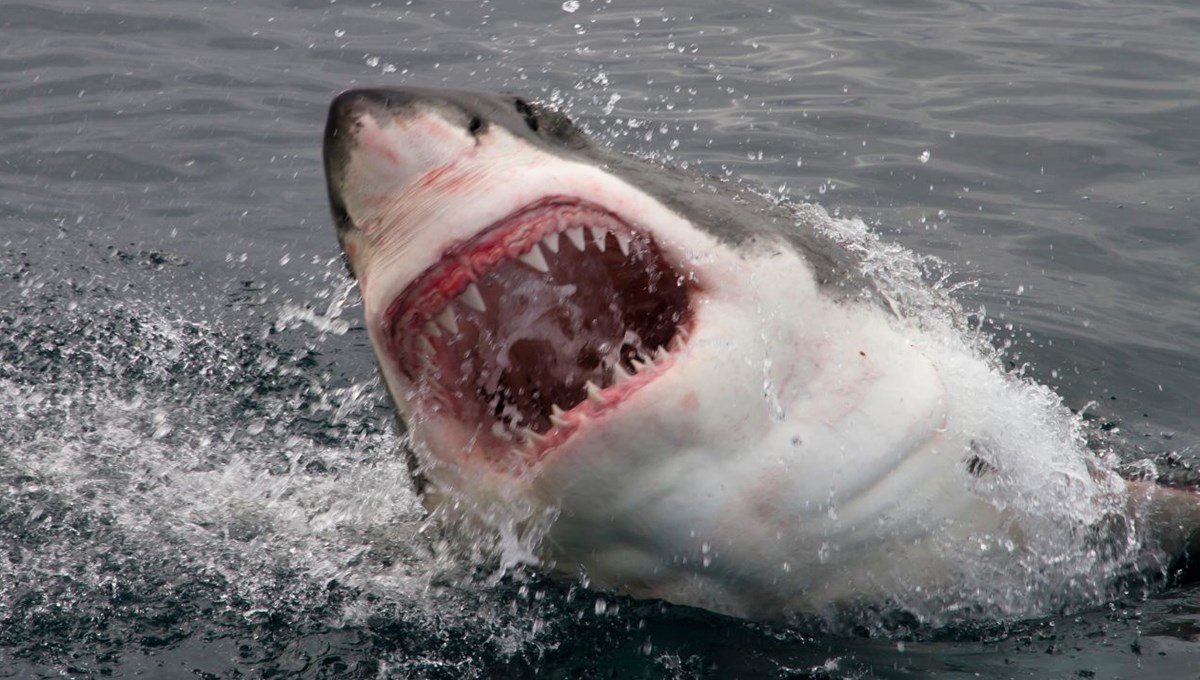 Köpek balıklarının en güçlü silahı tehlikede
