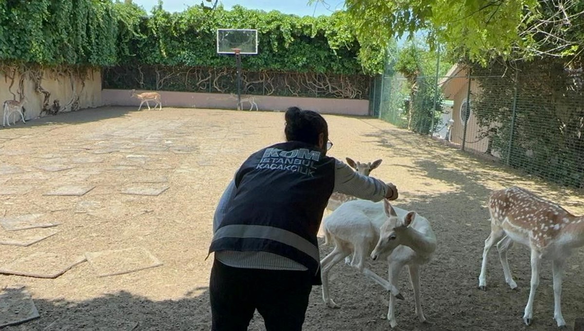 Yabani hayvan çiftliğine dönüştürülen villaya operasyon: 12 geyiğe el konuldu Yabani hayvan çiftliğine dönüştürülen villaya operasyon: 12 geyiğe el konuldu