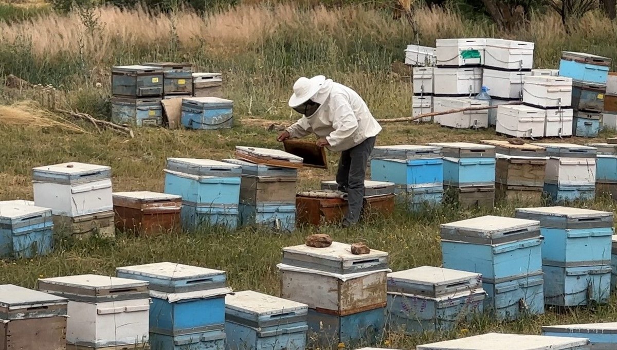 Cilo Dağı eteklerinde bal üretimi: Bu yıl 3 ton bekleniyor