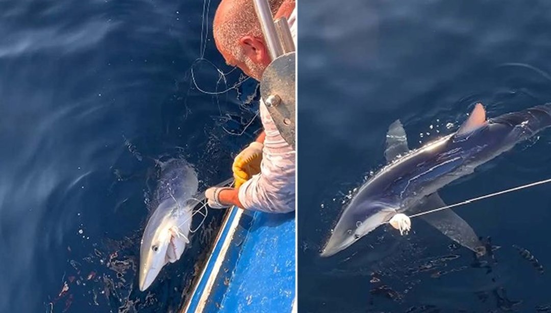 Balıkçıların oltasına dev köpek balığı takıldı