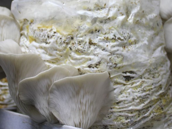 80 Metrekarelik Depoda Istiridye Mantari Uretiyorlar Ntv