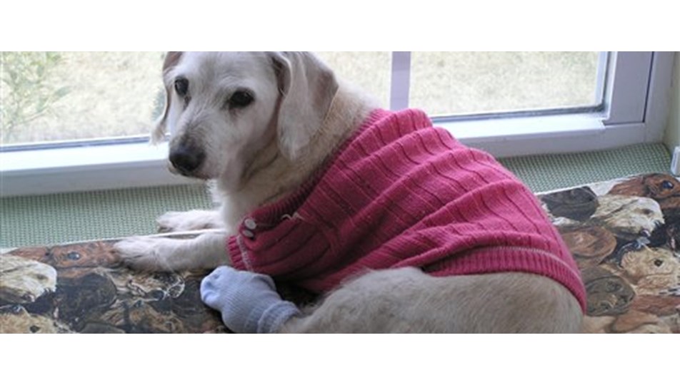 Dünyanın en yaşlı köpeği öldü