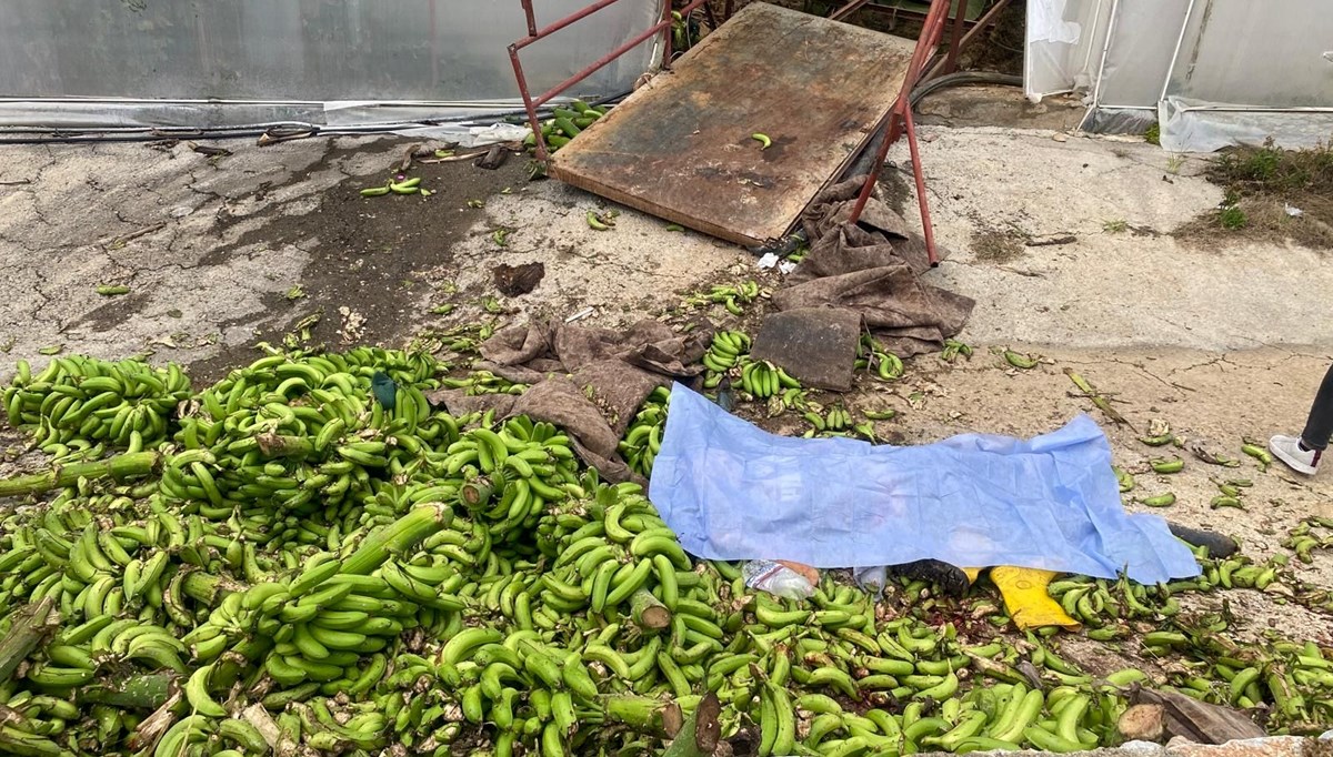 Muz serasında iş kazası: 2 ölü, 2 yaralı Muz serasında iş kazası: 2 ölü, 2 yaralı