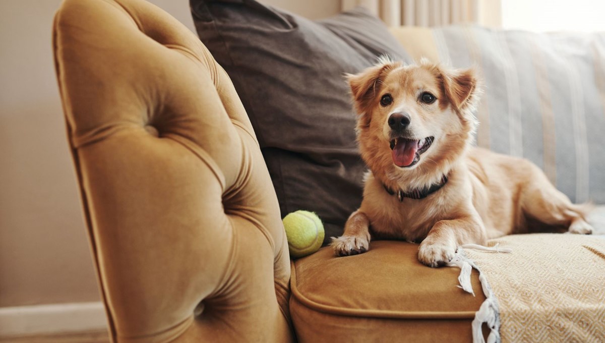 Köpekler sanılandan daha akıllı | Sözcükleri objelerle ilişkilendiriyorlar Köpekler sanılandan daha akıllı | Sözcükleri objelerle ilişkilendiriyorlar