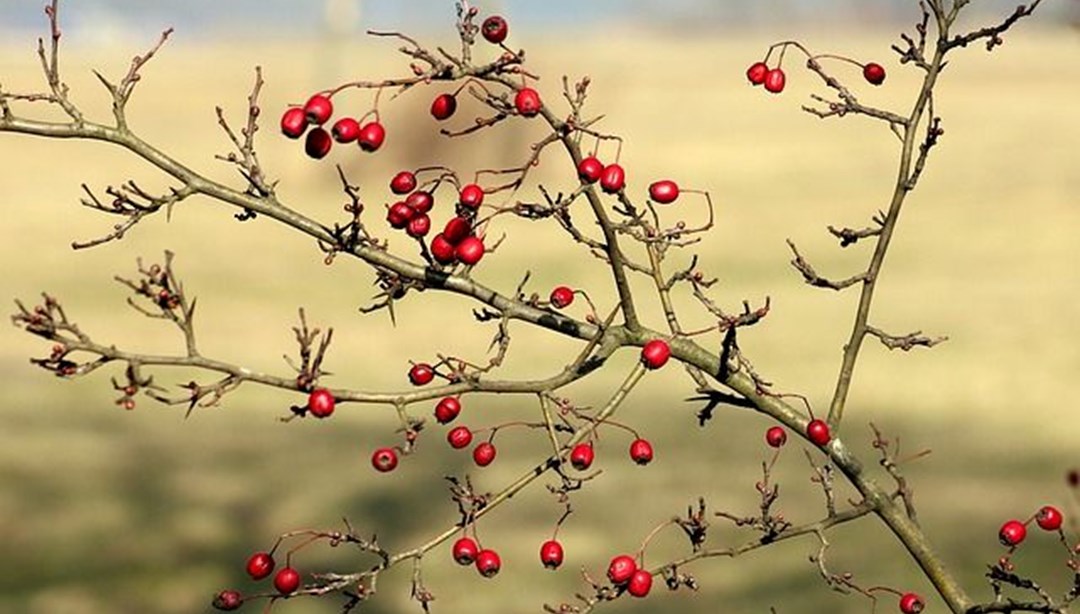 Şubat ayı ile ilgili sözler: "Hoşgeldin şubat" mesajları