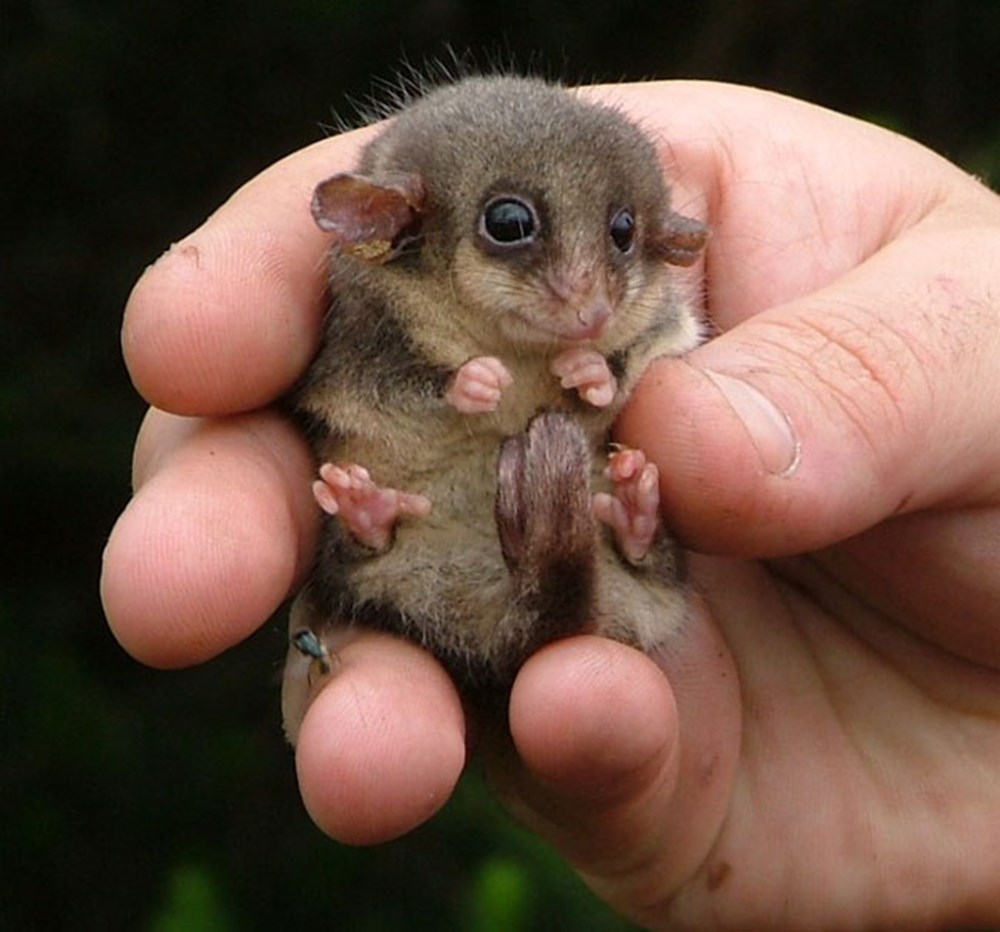 Сколько пальцев у мыши. Австралийский карликовый опоссум. Карликовый поссум. Пигмей поссум. Мышиный опоссум.