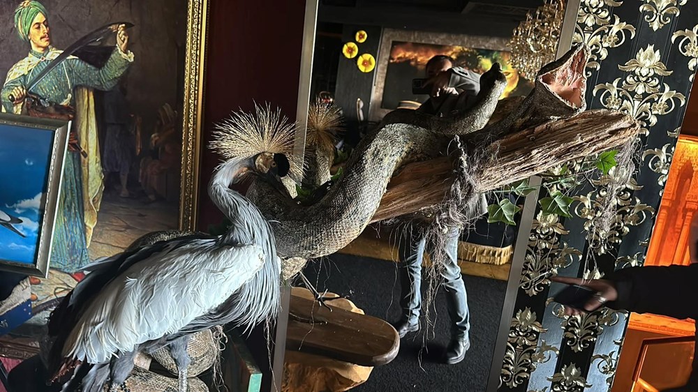 Afrika değil İstanbul: Evden Nil timsahı ve anakonda yılanı çıktı - 3