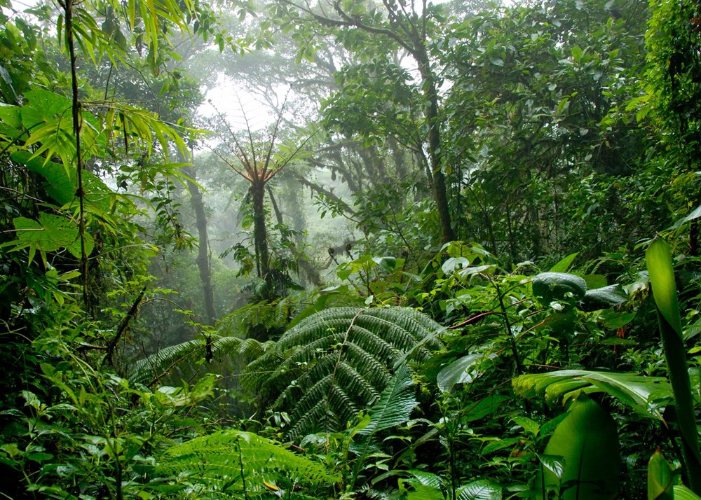 Tarihi anlaşma: Dünyanın en eski tropikal yağmur ormanı Aborijin halkına iade edildi - 2