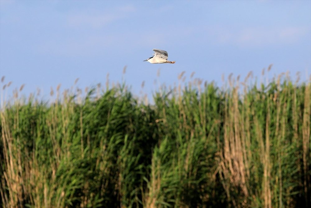 Kayseri'de bozkırın ortasındaki cennet vaha: Sultan Sazlığı - 42