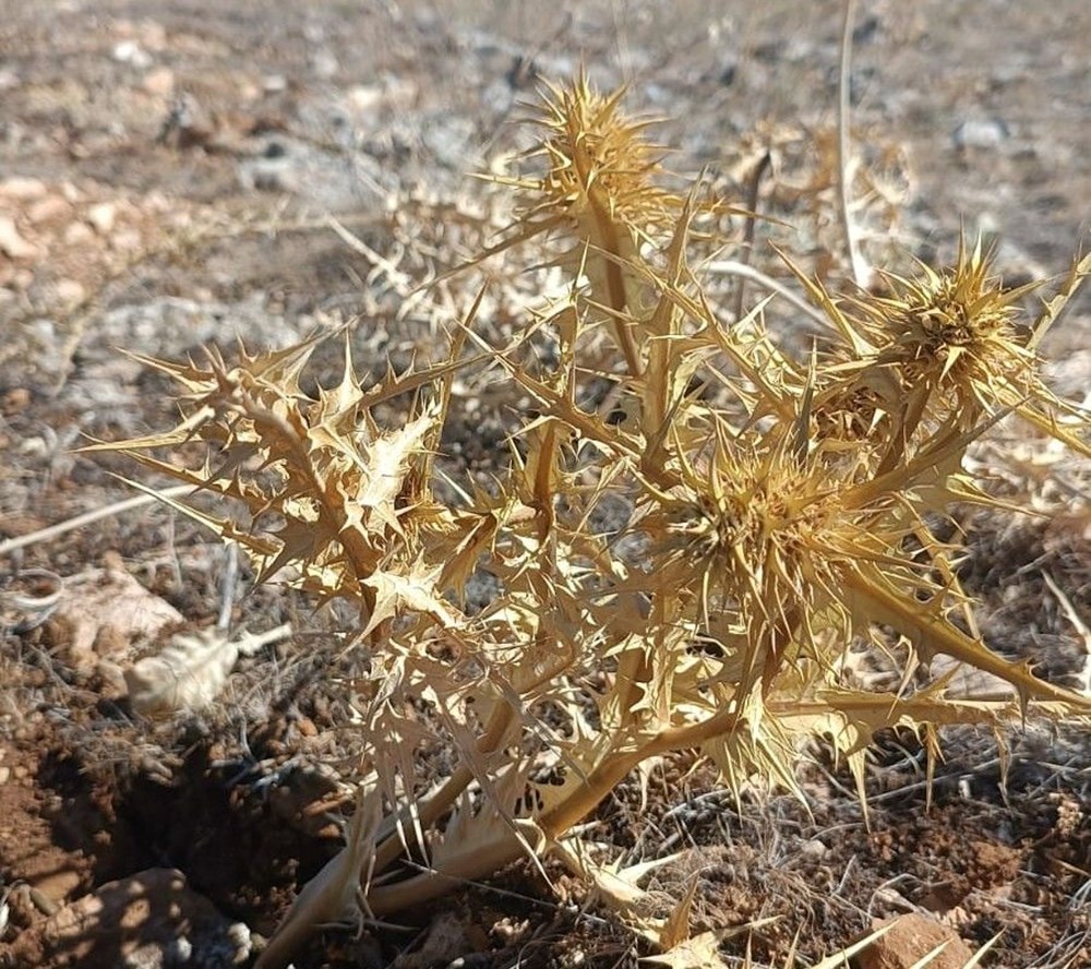 Altınla yarışıyor, kilosu 10 bin TL: Doğada kendiliğinden yetişiyor - 2