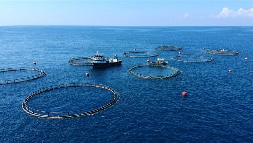 Doğu Karadeniz'den 7 ayda 26 ülkeye su ürünü ihraç edildi