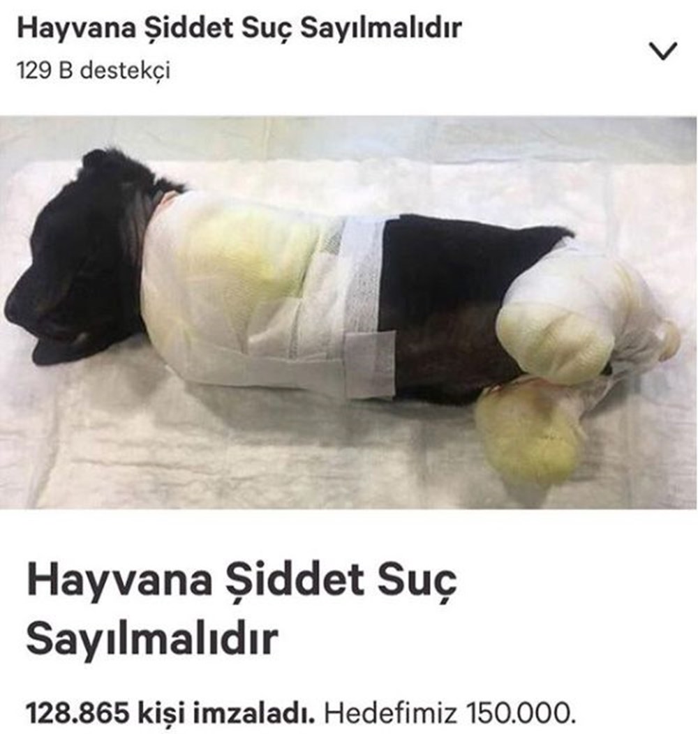 Adriana Lima�dan Sakarya�da yavru köpeğe yapılanlara isyan