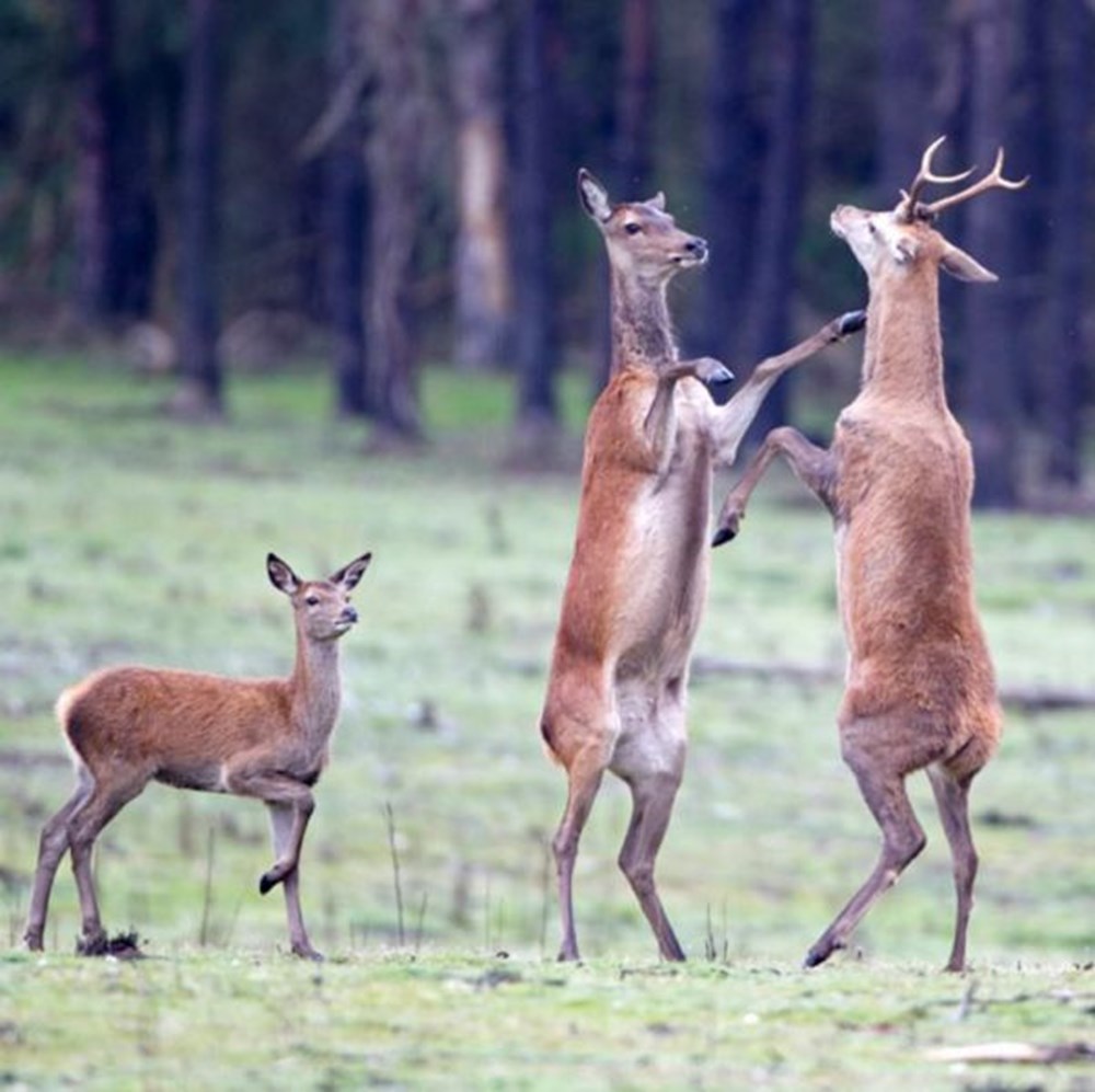 My deer friend nokotant. Олень и олениха. Смешная косуля. Олень самец. Олени спариваются.