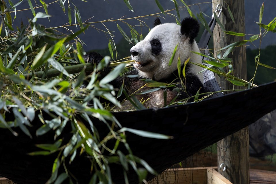 ABD son dört pandasını Çin'e geri gönderiyor - 1