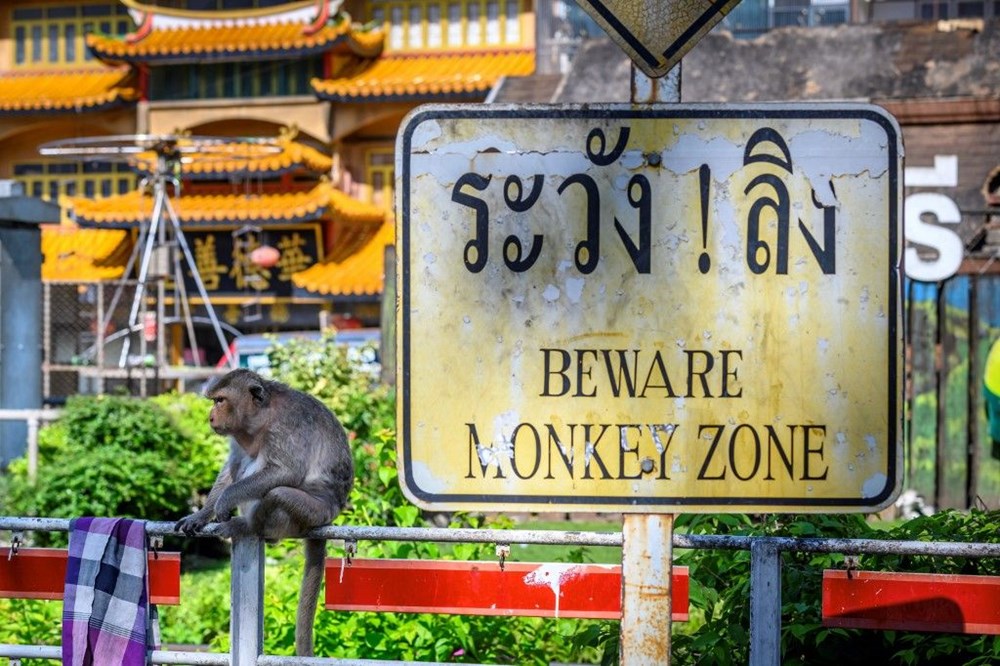 Tayland'ın Lopburi kentinin hakimi maymunlar - 12