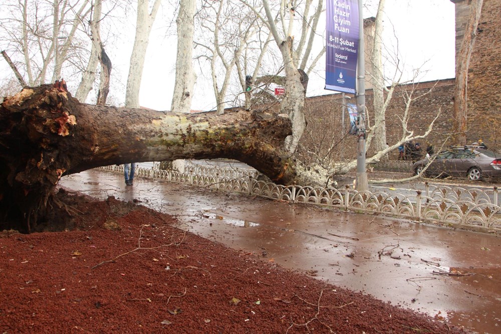 Beşiktaş'ta fırtına nedeniyle asırlık çınar ağacı devrildi - 8