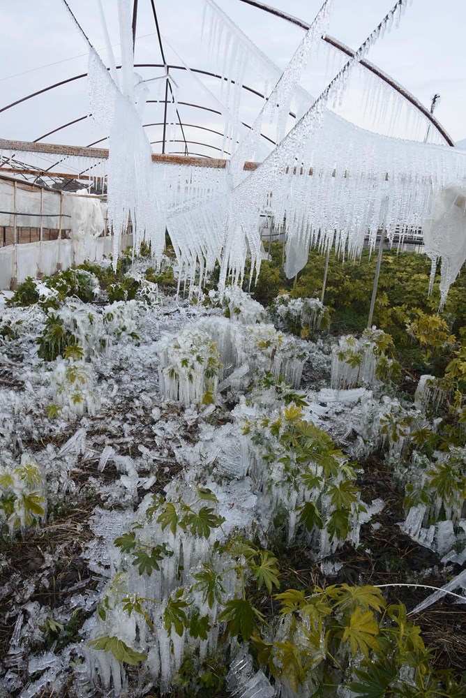 Izmir De Cicek Seralari Dondu Ntv