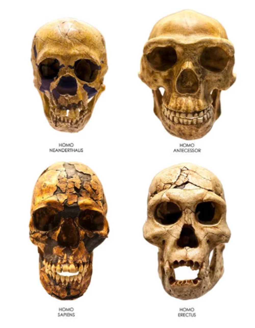 İklim değişikliği on binlerce yıl önce Neandertalleri yok etti - 5