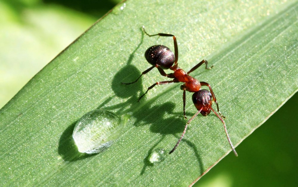 Önemli keşif: Karıncalar idrar koklayarak kanseri tespit edebiliyor - 3