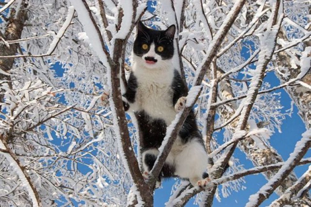 Давай в марте. Кот на дереве зима. Зимний кот. Кошки на дереве.