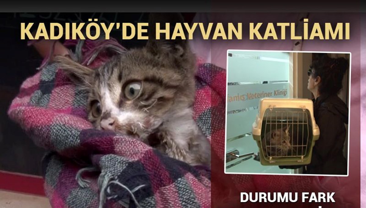 hayvan katliamı!