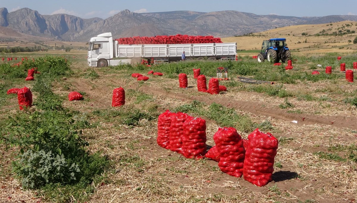 Soğanda hasat başladı: Tarlada 4, pazarda 12 lira Soğanda hasat başladı: Tarlada 4, pazarda 12 lira