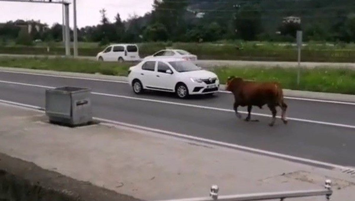 Hayvan pazarından firar eden kurbanlık tosun karayolunu karıştırdı