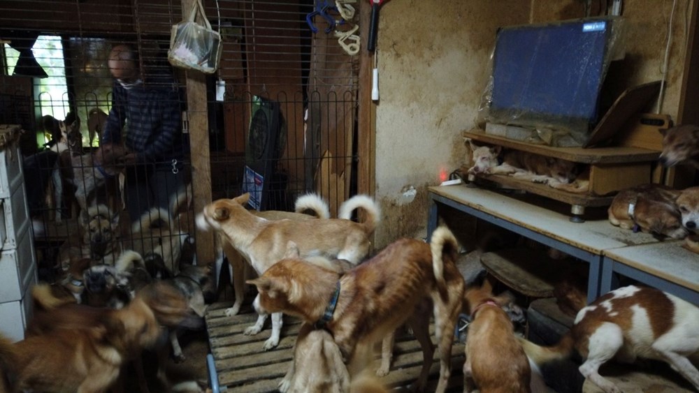 30 metrekarelik evde 164 köpek ile yaşıyorlar - 8