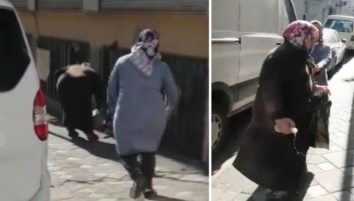 Zeytinburnu'nda kedilere 'çamaşır suyu veriyor' kavgası