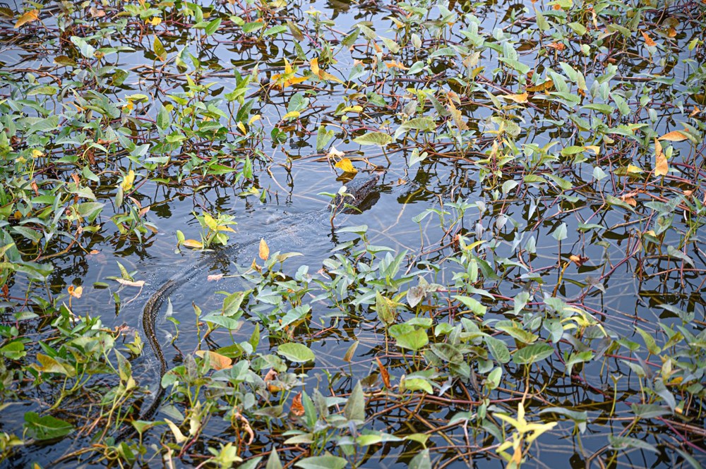 komodo ejderi, komodo adası, komodo adası giriş ücreti, komodo ejderi turu