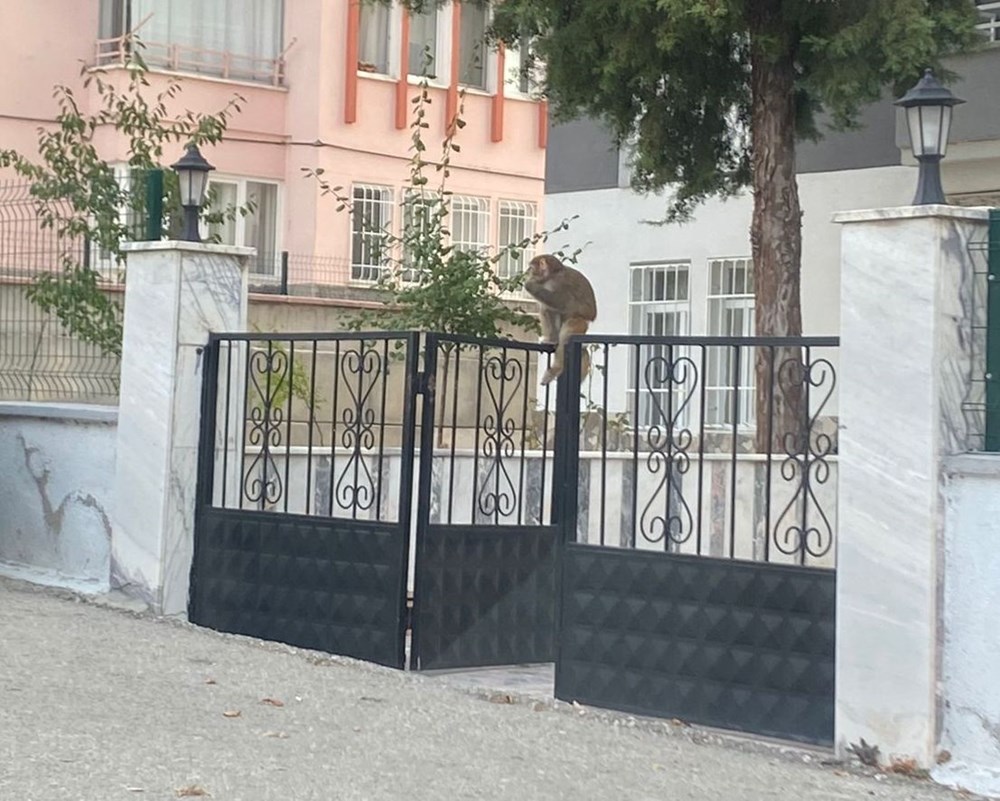 Çorum'da maymun saldırısı: Evden kaçıp genç kızı ısırdı - 3
