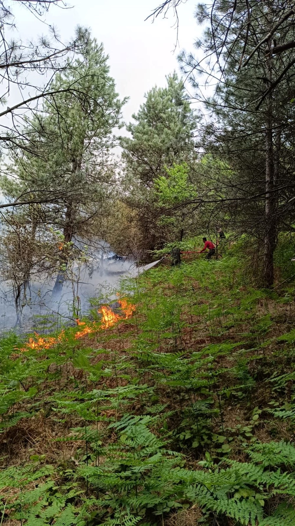 Kastamonu'da orman yangını - 2