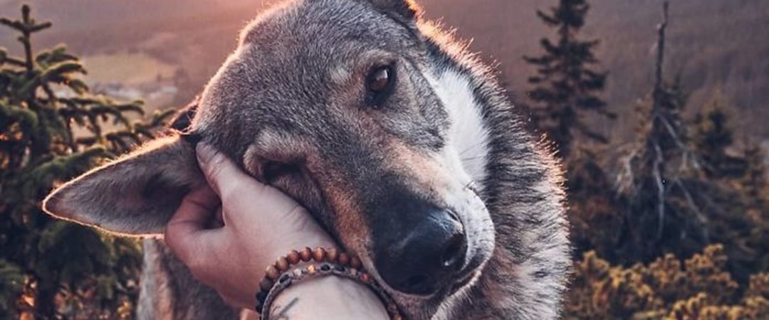Bir köpeğin "Beni takip et" dediği seyahat fotoğrafları