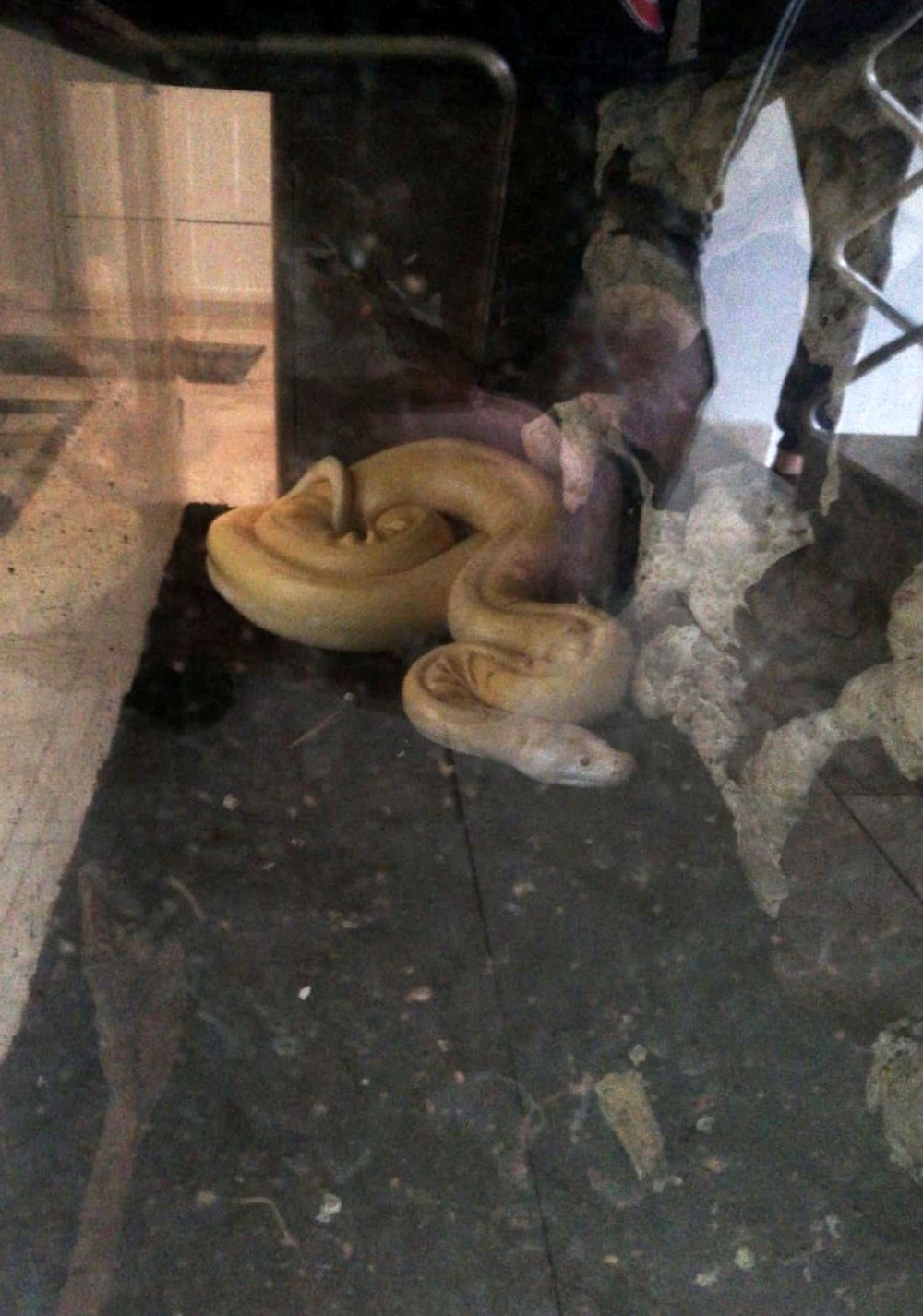 Kiracısına ulaşamayan ev sahibine albino piton sürprizi - 3