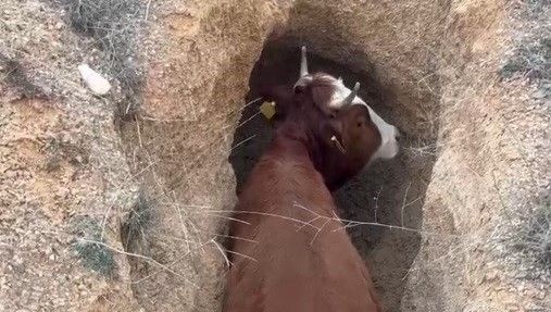 Çukura düşen inek, kepçe yardımıyla kurtarıldı