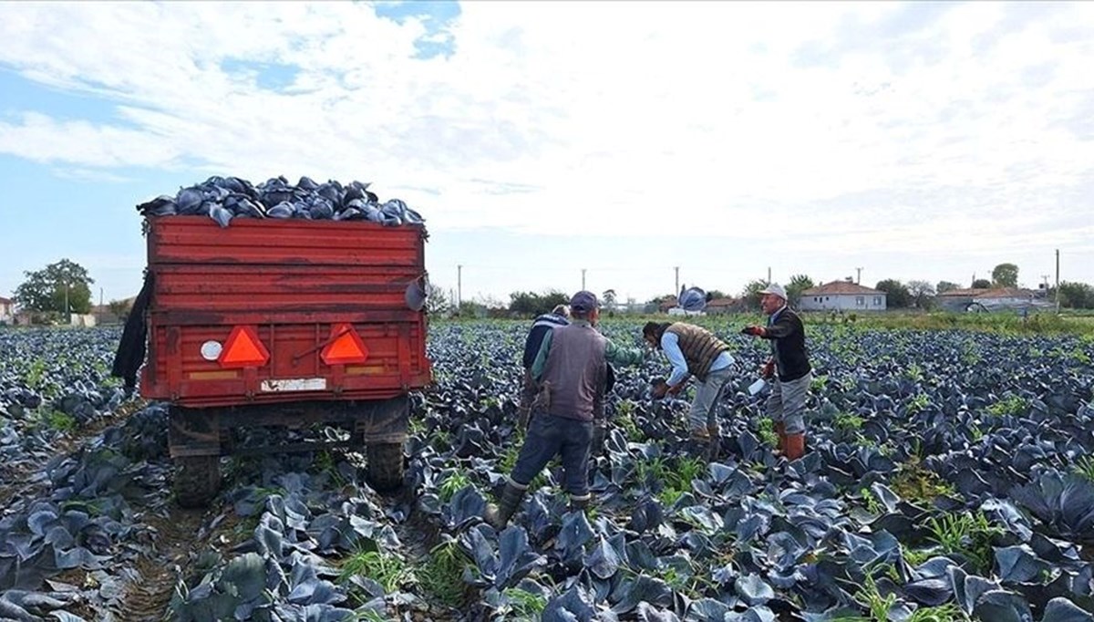 Kırmızılahanada 200 bin ton üzeri rekolte beklentisi