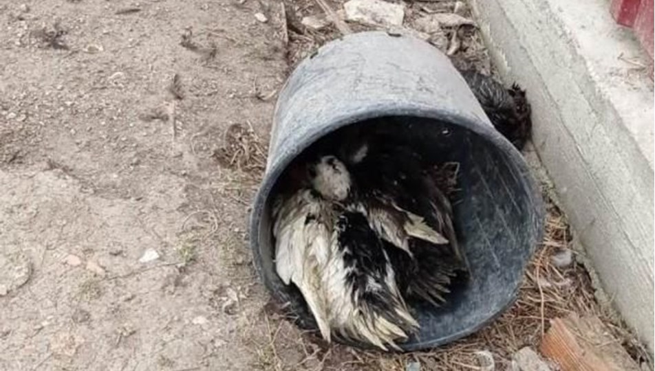 50 hayvanı telef eden köpeklere böyle isyan etti