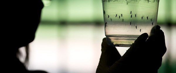 Zika virüsü Türkiye'de (Zika virüsü nedir, belirtileri nelerdir?)