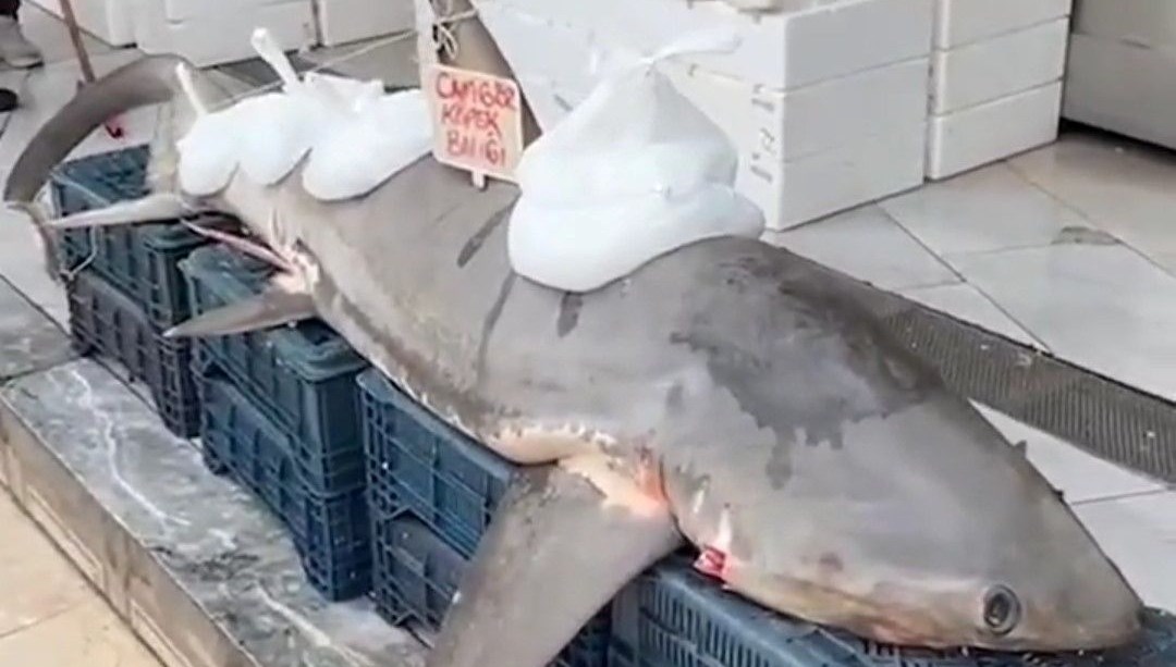 Yakalanan köpek balığı kanser hastalarına dağıtıldı