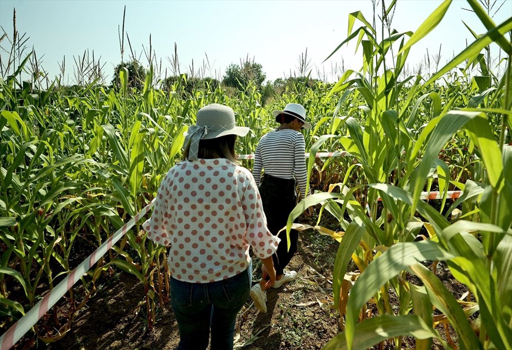 T�rkiye'nin ilk 'm�s�r labirenti'