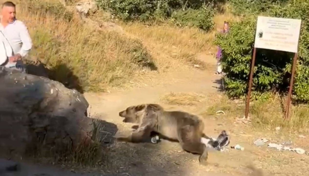 Ayı saldırısına uğradı