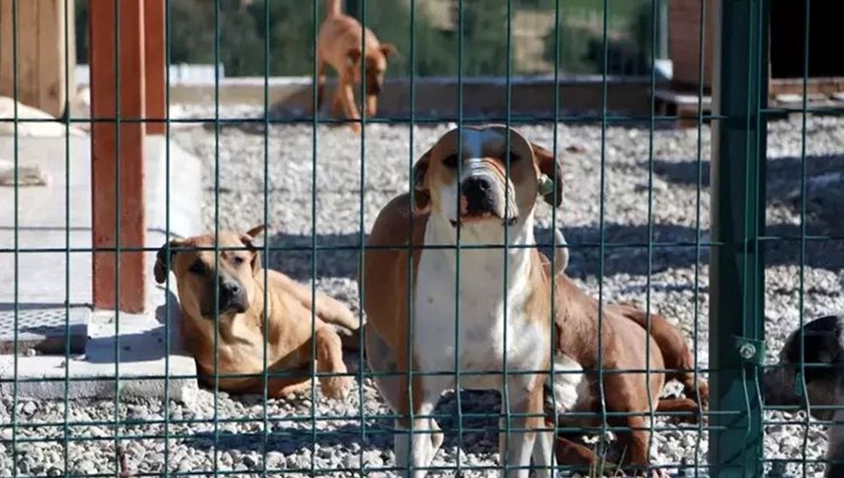 HAYTAP'tan başıboş hayvan düzenlemesine tepki: Meclis'e gelirse insanlar ayaklanır HAYTAP'tan başıboş hayvan düzenlemesine tepki: Meclis'e gelirse insanlar ayaklanır