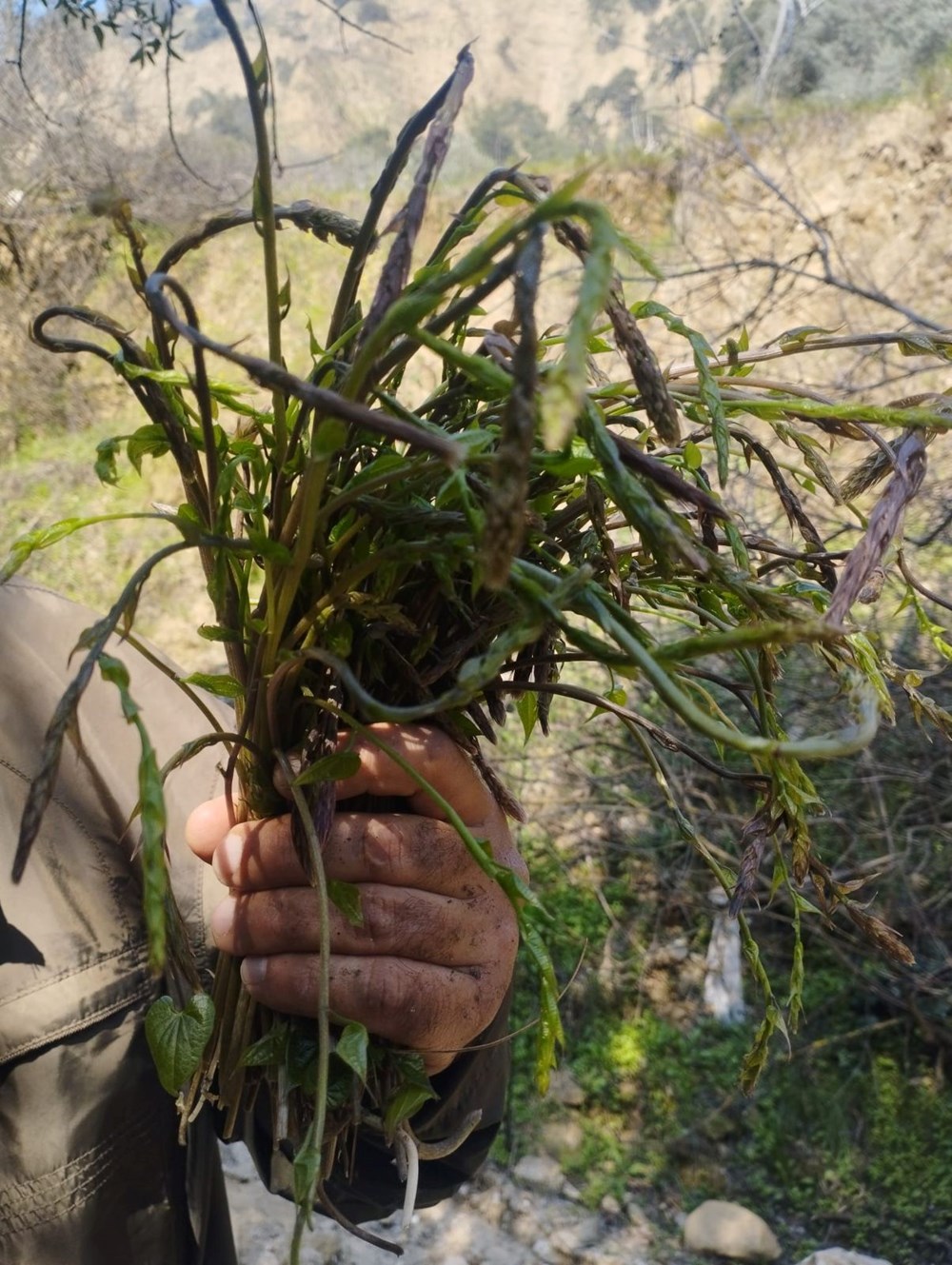 "Acı Ot"tan Sofraya: Kedirgenin Gizli Lezzeti ve İki Sürpriz Tarif 72 LOuAJkpHKEGlUGgBT6oXQg