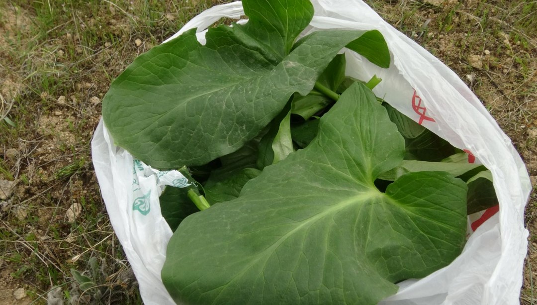 "Yılan otu" olarak da biliniyor, ölüme meydan okuyup topluyorlar: Hastalıkların şifası bitki