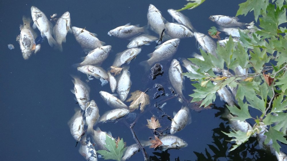 Maltepe'de şüpheli balık ölümleri: ''20 senedir ilk defa görüyorum'' - 1